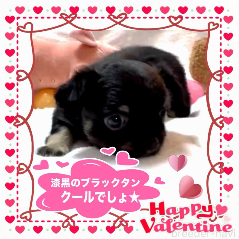 販売中の大阪府のチワワ(ロングコート)-446349の6枚目