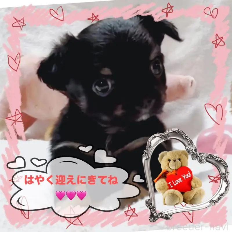 販売中の大阪府のチワワ(ロングコート)-446349の1枚目