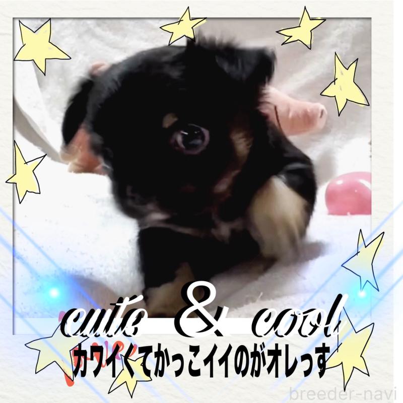 販売中の大阪府のチワワ(ロングコート)-446349の5枚目