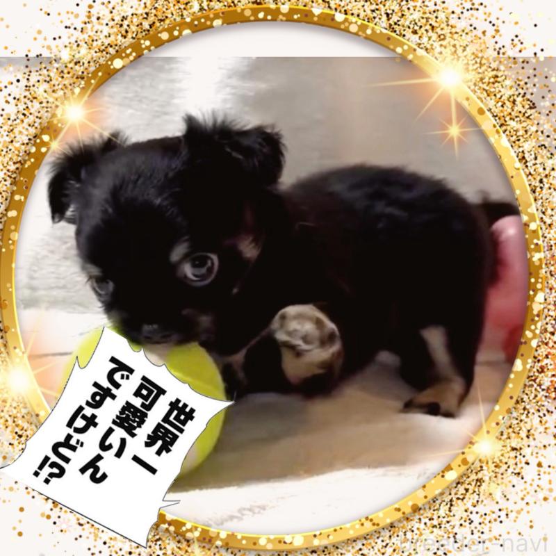 販売中の大阪府のチワワ(ロングコート)-446349の4枚目