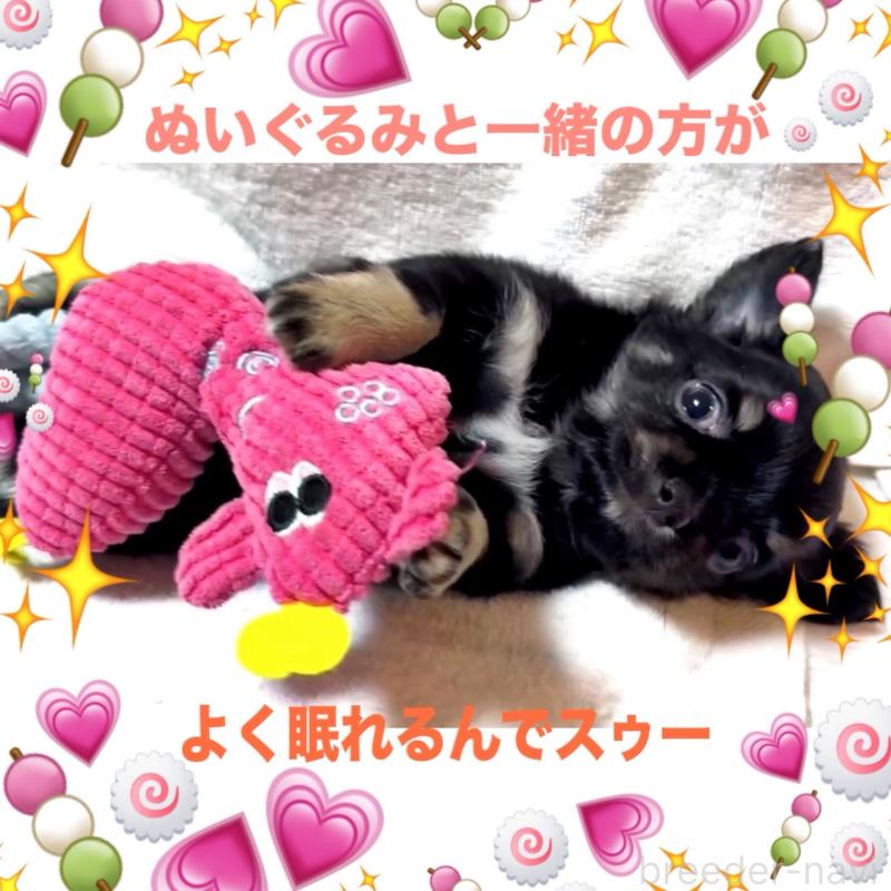 販売中の大阪府のチワワ(ロングコート)-446349の3枚目