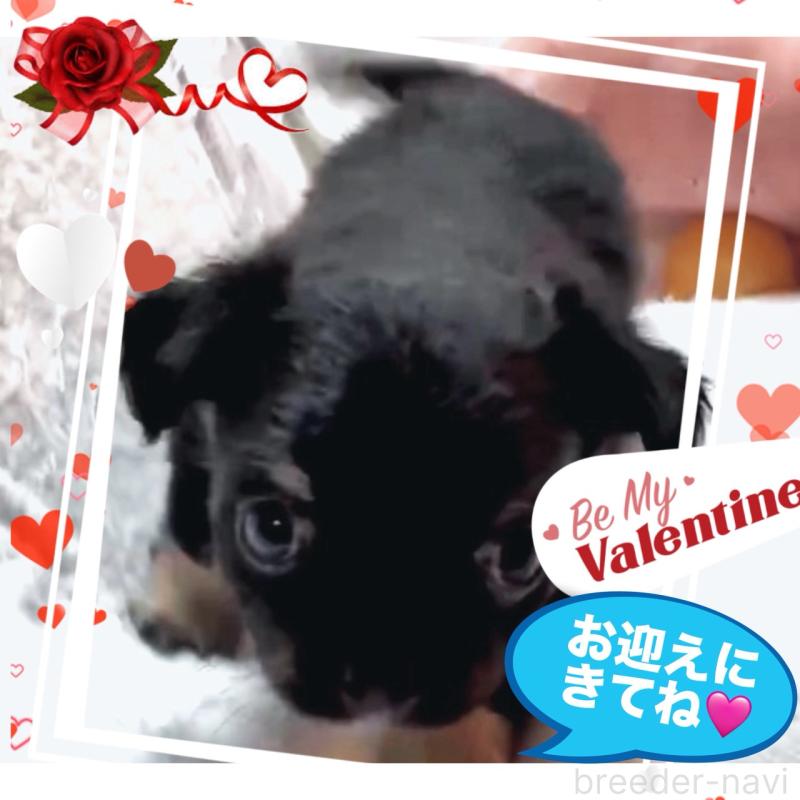 販売中の大阪府のチワワ(ロングコート)-446349の2枚目