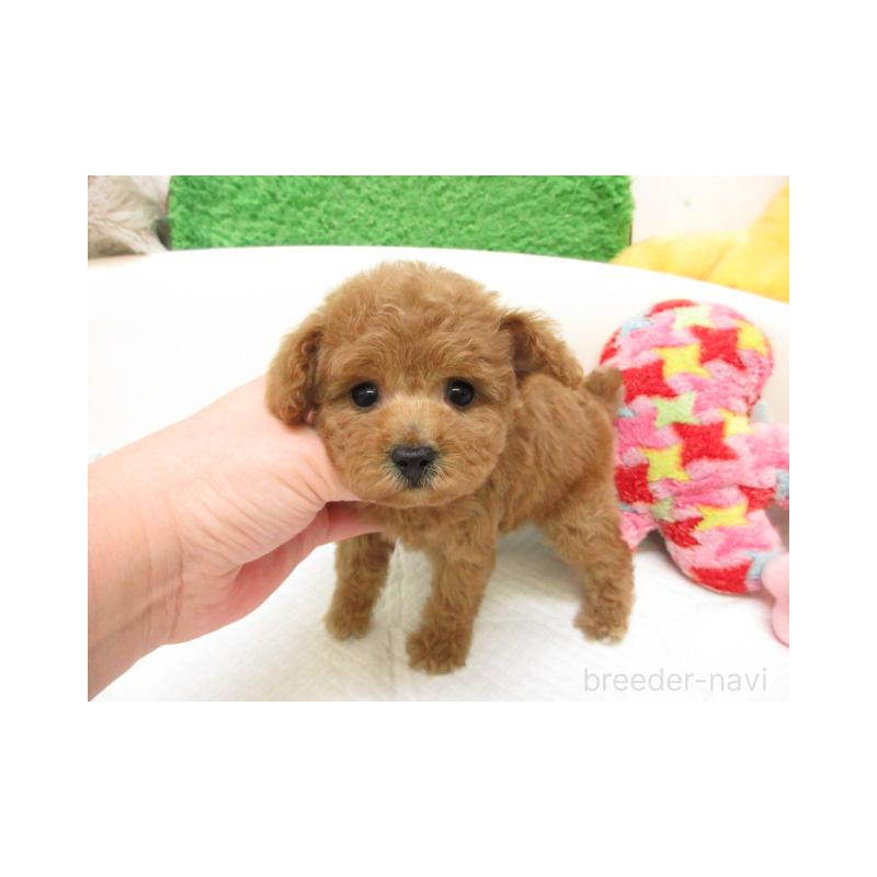 販売中の大阪府のトイプードル-446350の2枚目