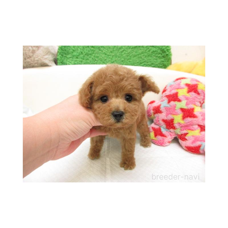 販売中の大阪府のトイプードル-446350