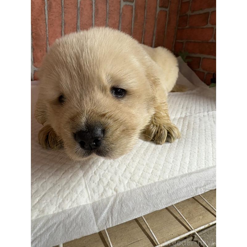 販売中の埼玉県のゴールデンレトリーバー-446351の3枚目