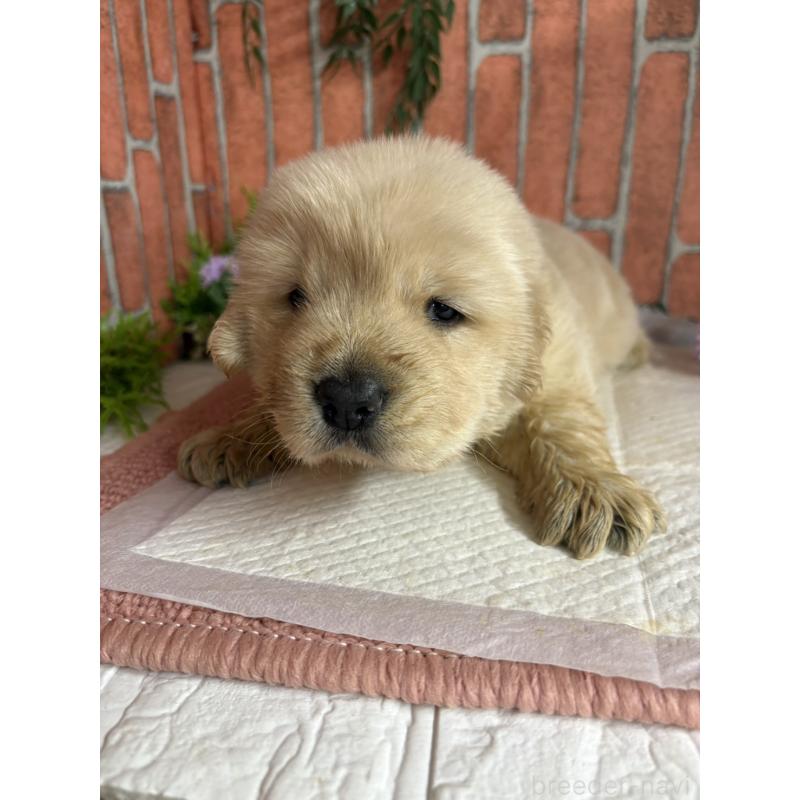 販売中の埼玉県のゴールデンレトリーバー-446351の2枚目