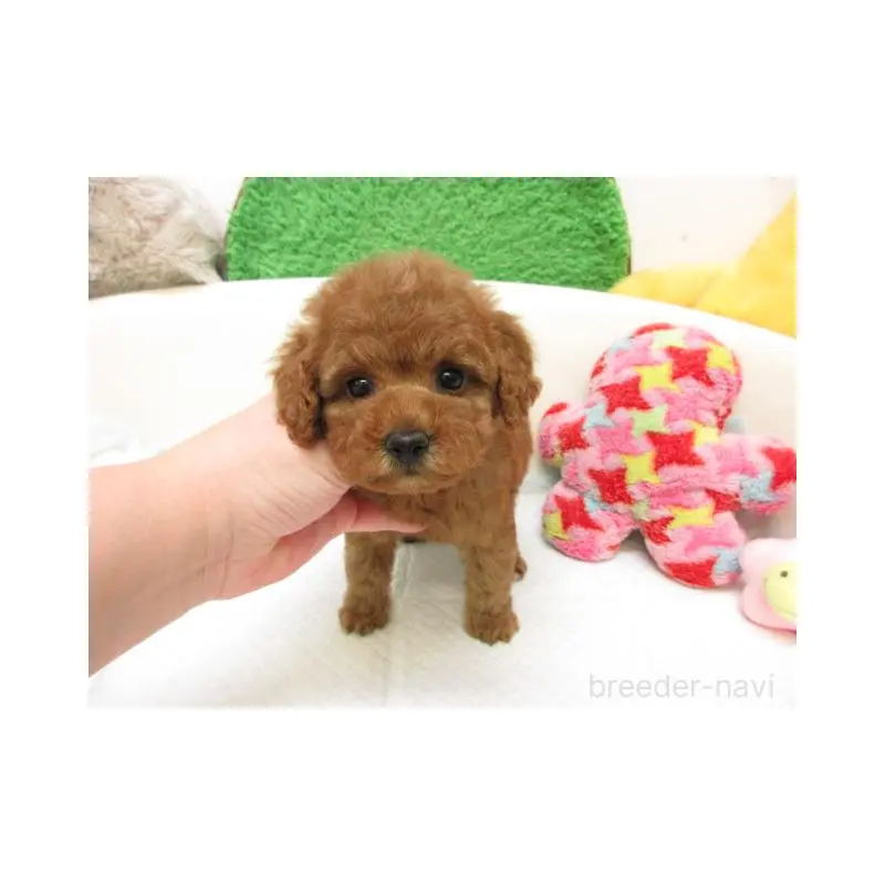 販売中の大阪府のトイプードル-446352の1枚目