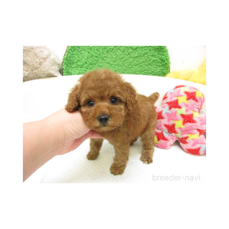 販売中の大阪府のトイプードル-446352の2枚目