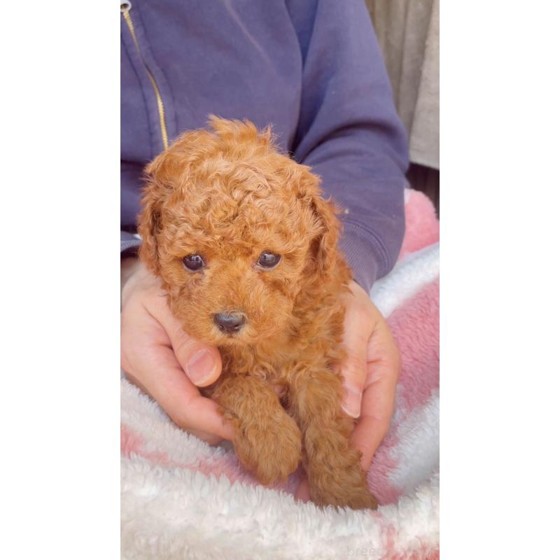 販売中の千葉県のトイプードル-437813の12枚目