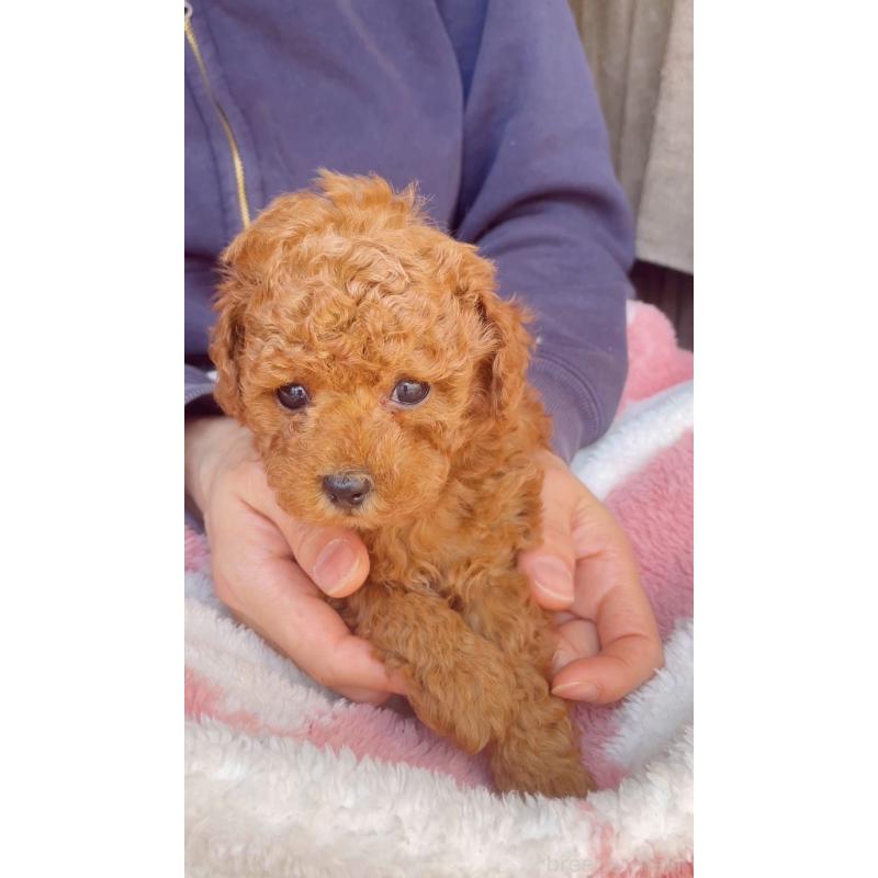 販売中の千葉県のトイプードル-437813の11枚目