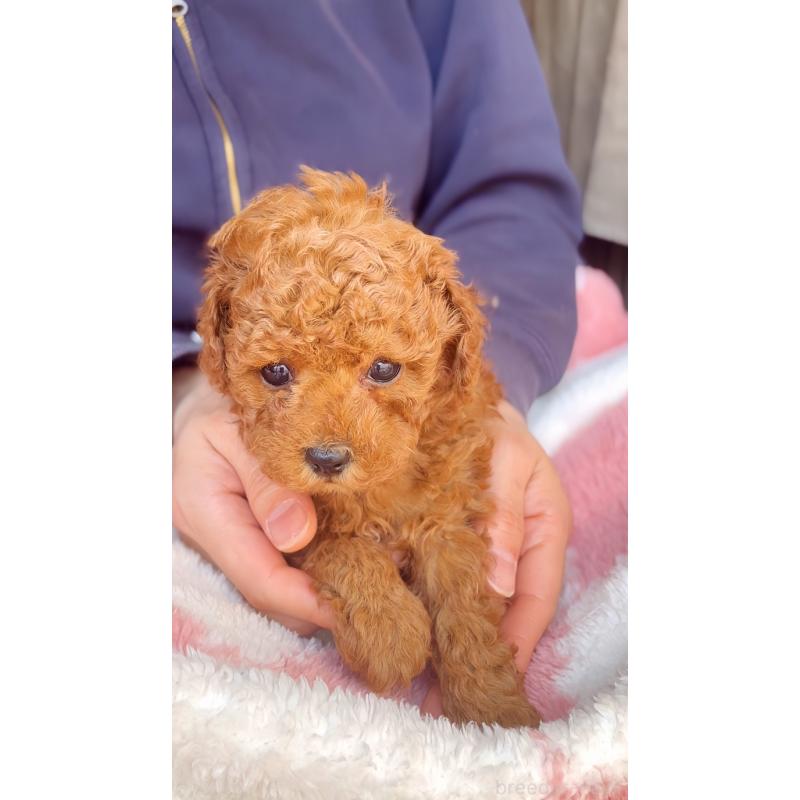 販売中の千葉県のトイプードル-437813の10枚目