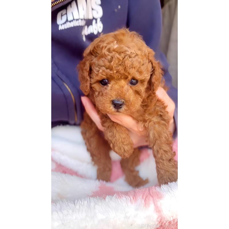 販売中の千葉県のトイプードル-437813の9枚目