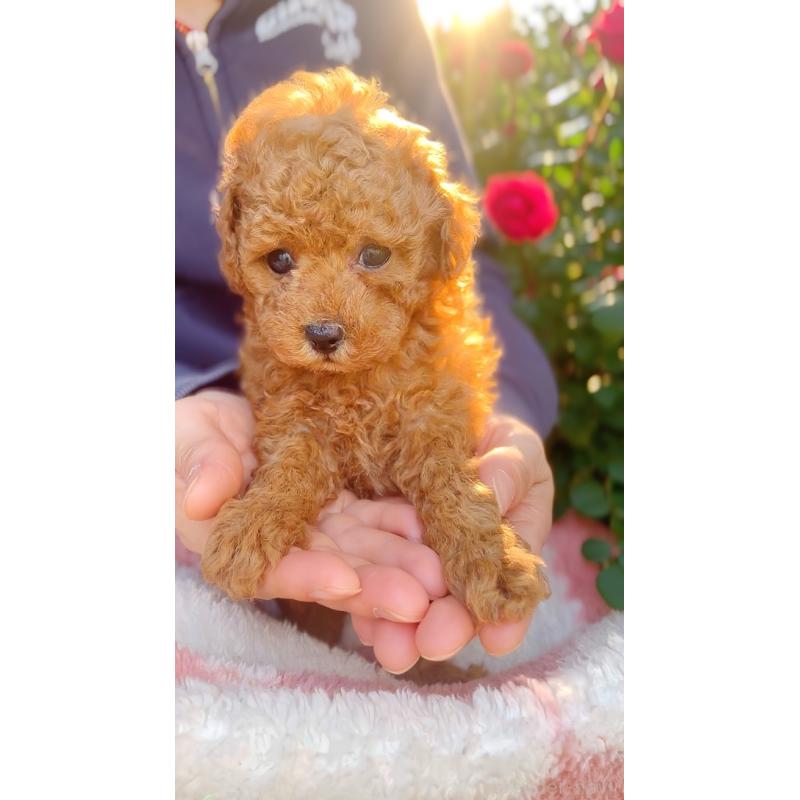 販売中の千葉県のトイプードル-437813の8枚目