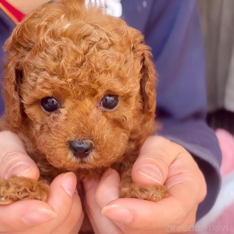 販売中の千葉県のトイプードル-437813の7枚目