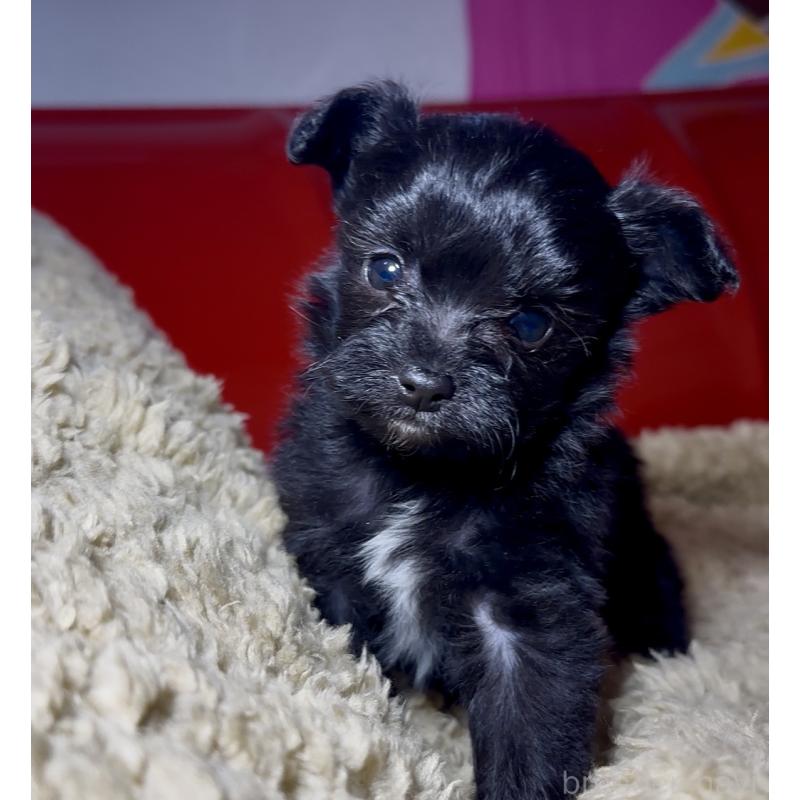 販売中の群馬県のチワプー:チワワ×トイプードル-446353の15枚目