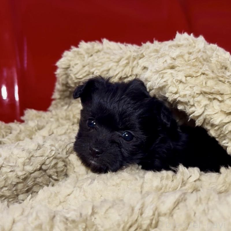 販売中の群馬県のチワプー:チワワ×トイプードル-446353の13枚目