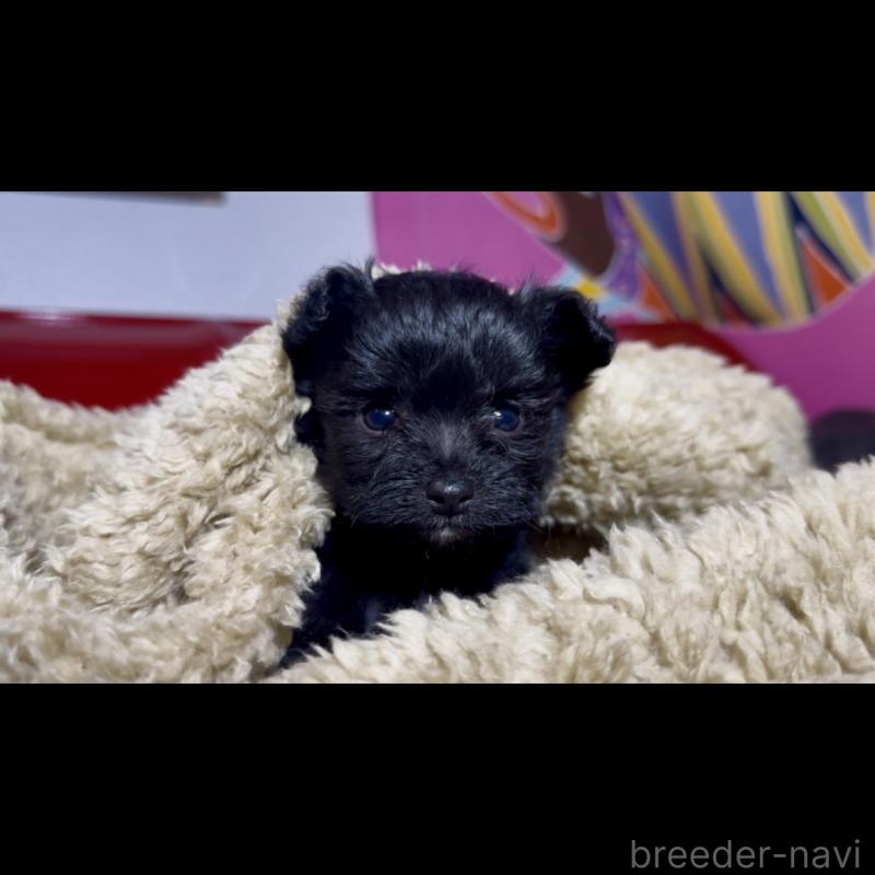 販売中の群馬県のチワプー:チワワ×トイプードル-446353の12枚目