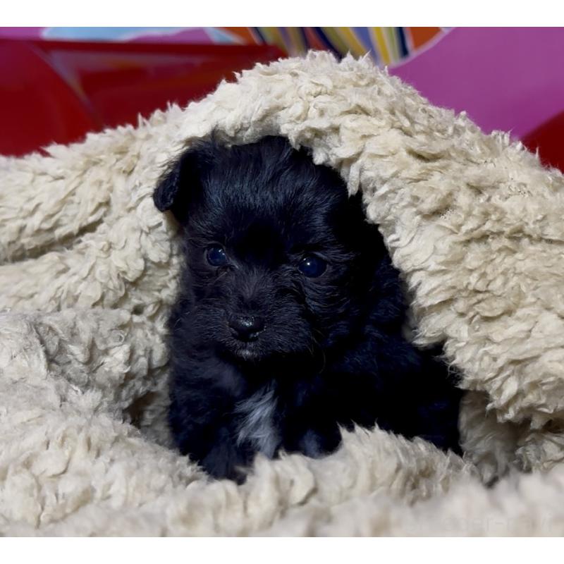 販売中の群馬県のチワプー:チワワ×トイプードル-446353の9枚目