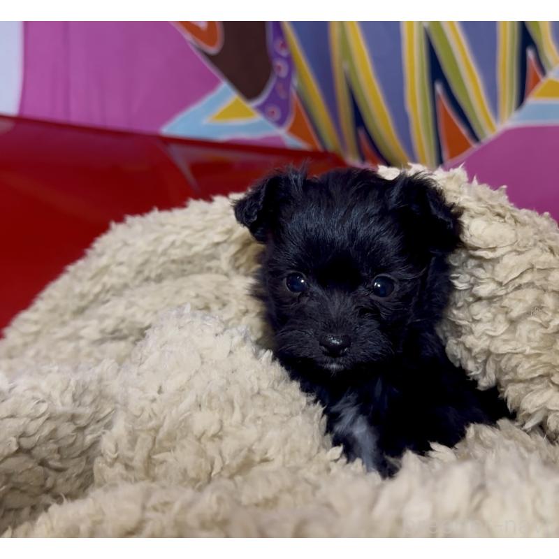 販売中の群馬県のチワプー:チワワ×トイプードル-446353の8枚目