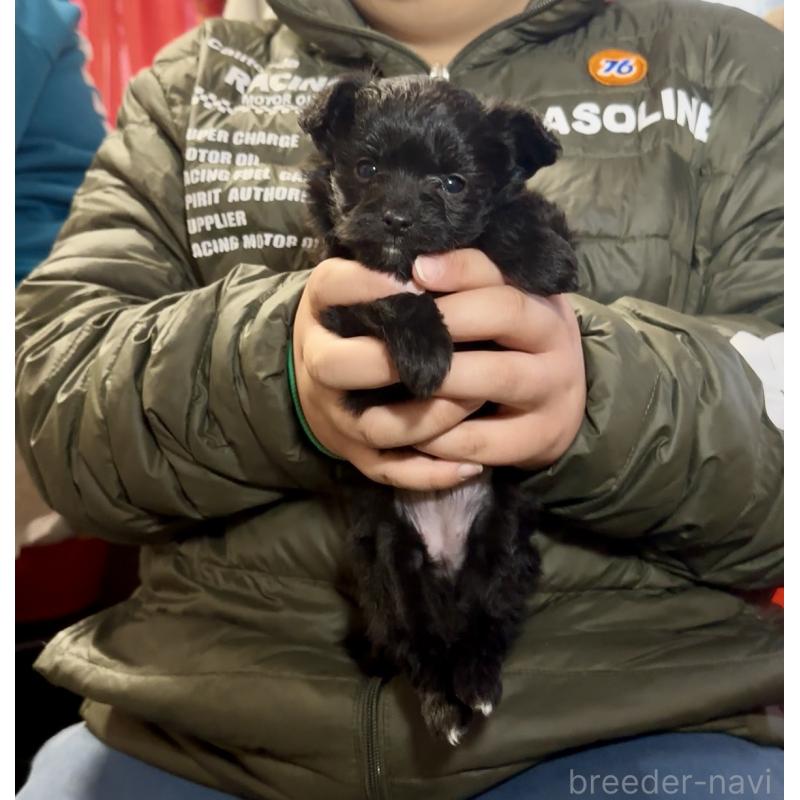 販売中の群馬県のチワプー:チワワ×トイプードル-446353の7枚目