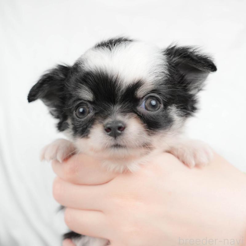 販売中ののチワワ(ロングコート)-446355