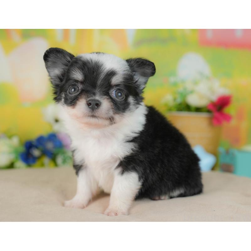 販売中の群馬県のチワワ(ロングコート)-446355の10枚目