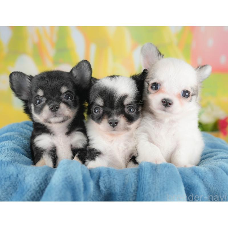 販売中の群馬県のチワワ(ロングコート)-446355の9枚目