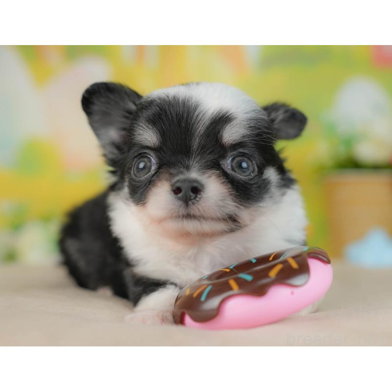 販売中の群馬県のチワワ(ロングコート)-446355の8枚目