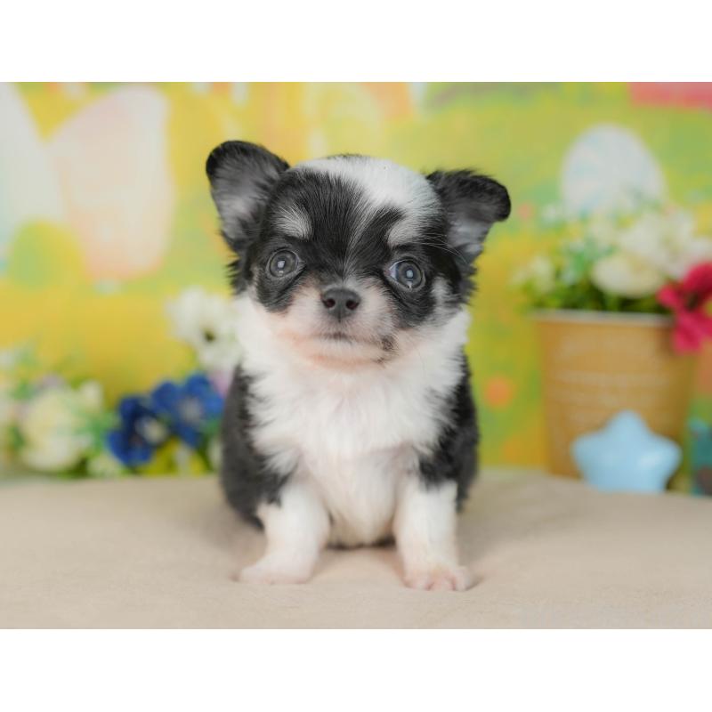 販売中の群馬県のチワワ(ロングコート)-446355の7枚目