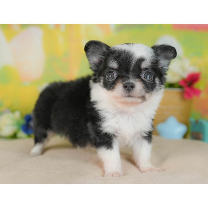 販売中の群馬県のチワワ(ロングコート)-446355の6枚目