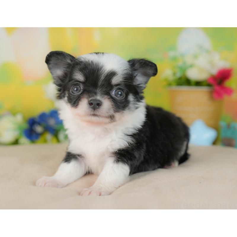 販売中の群馬県のチワワ(ロングコート)-446355の5枚目