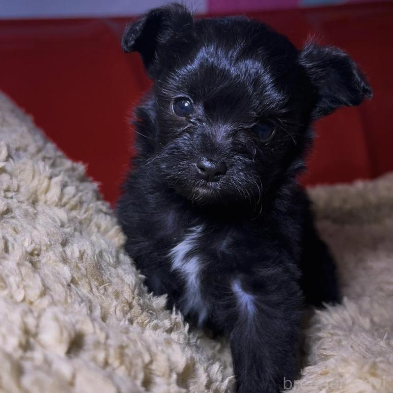 販売中の群馬県のチワプー:チワワ×トイプードル-446353の4枚目