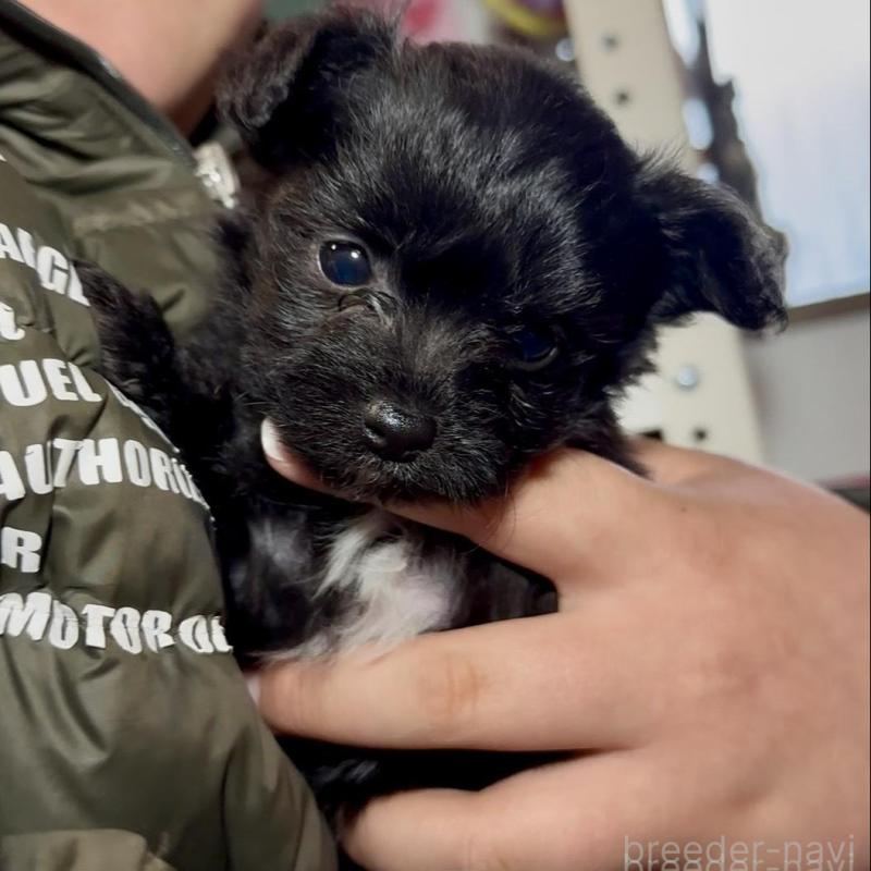 販売中の群馬県のチワプー:チワワ×トイプードル-446353の2枚目