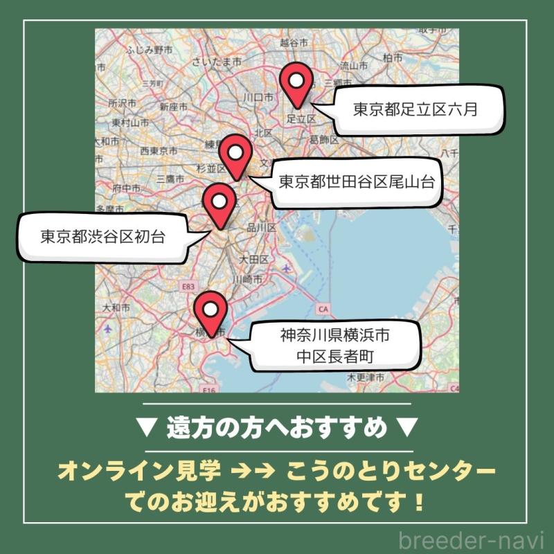 販売中の群馬県のチワワ(ロングコート)-446355の2枚目