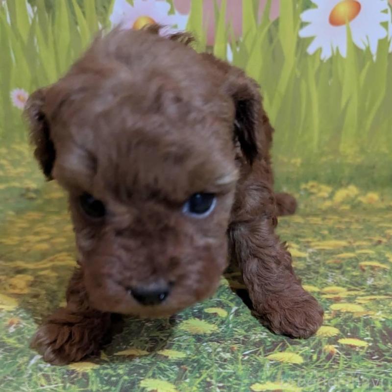 販売中の徳島県のティーカッププードル-446356の4枚目