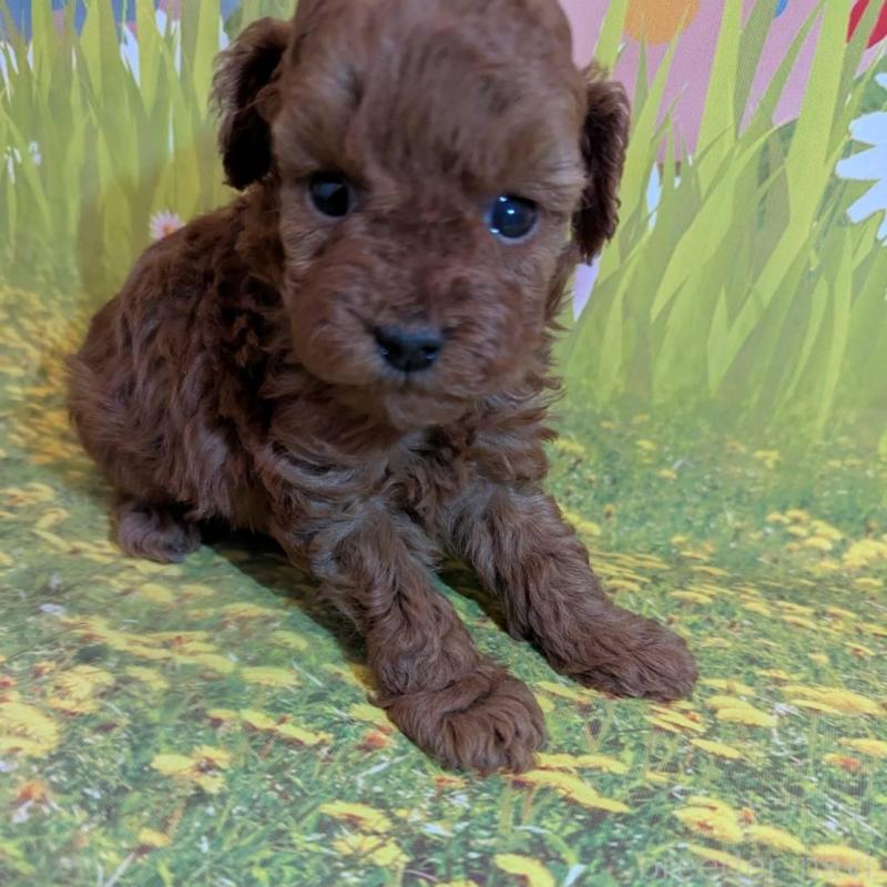 販売中の徳島県のティーカッププードル-446356の3枚目