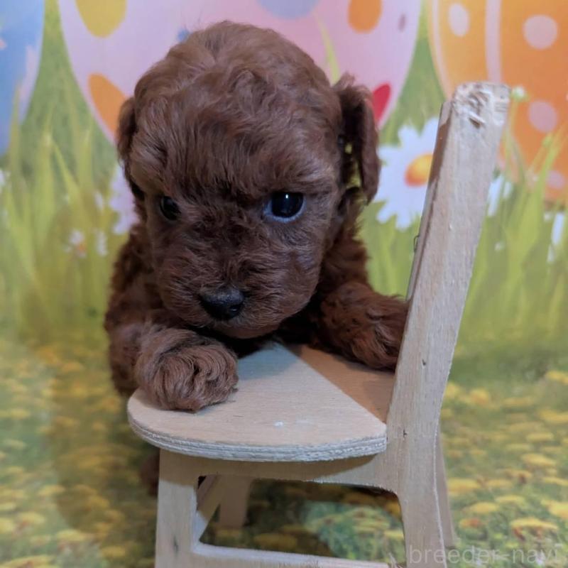 販売中の徳島県のティーカッププードル-446356の2枚目