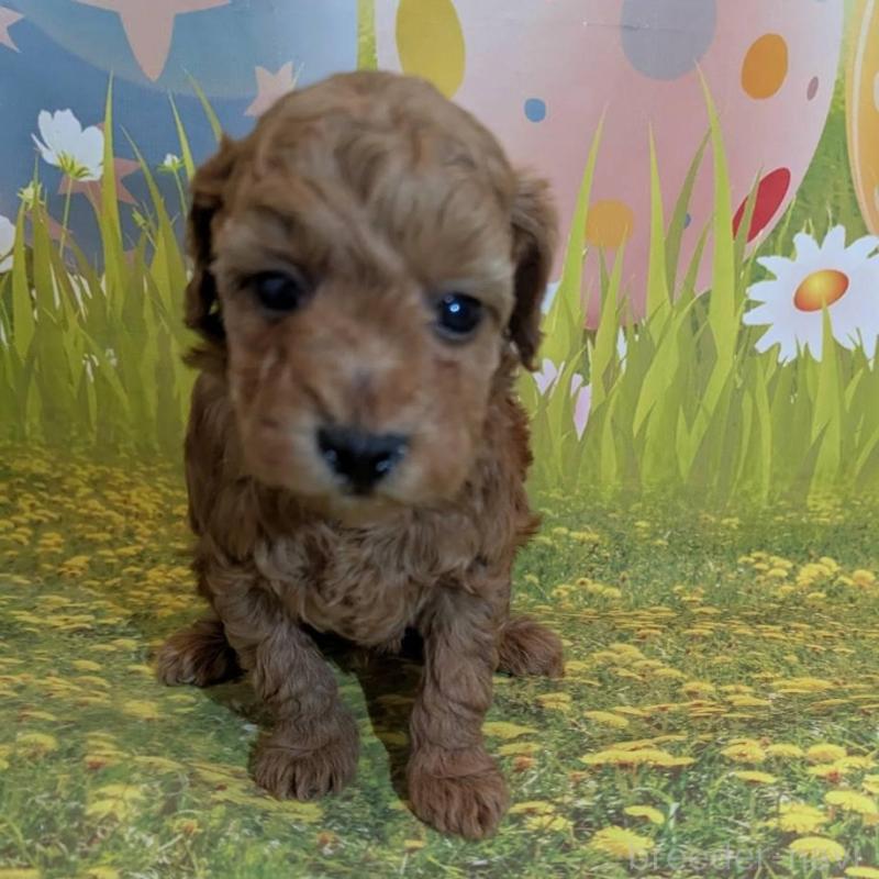 販売中の徳島県のタイニープードル-446357の4枚目