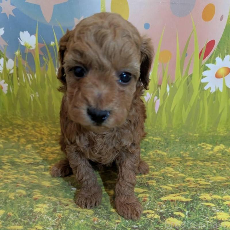 販売中の徳島県のタイニープードル-446357の2枚目