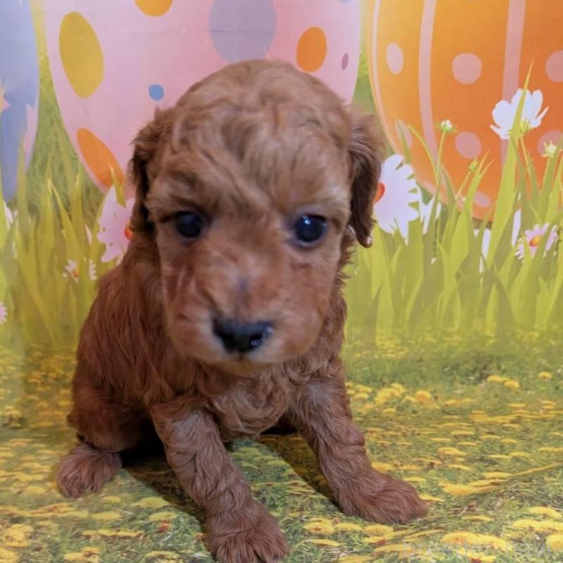 販売中の徳島県のタイニープードル-446357の1枚目