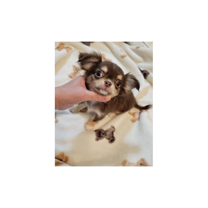 販売中の滋賀県のチワワ(ロングコート)-446358の1枚目