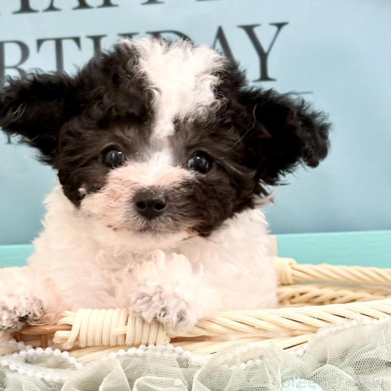 販売中の愛知県のティーカッププードル-446359の4枚目