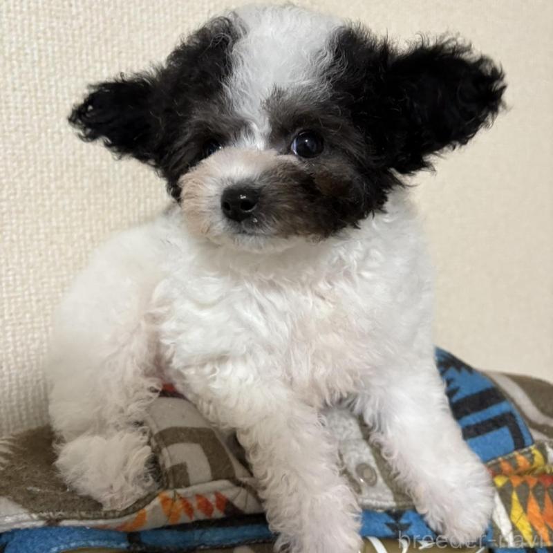 販売中の愛知県のティーカッププードル-446359の2枚目