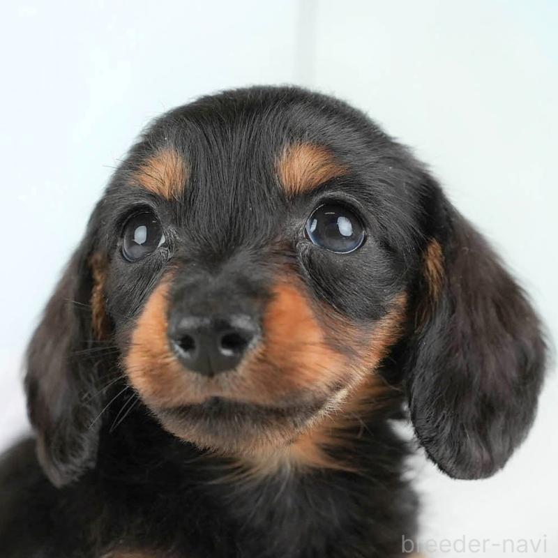 販売中の埼玉県のカニンヘンダックスフンド(ロングヘアード)-446715の1枚目