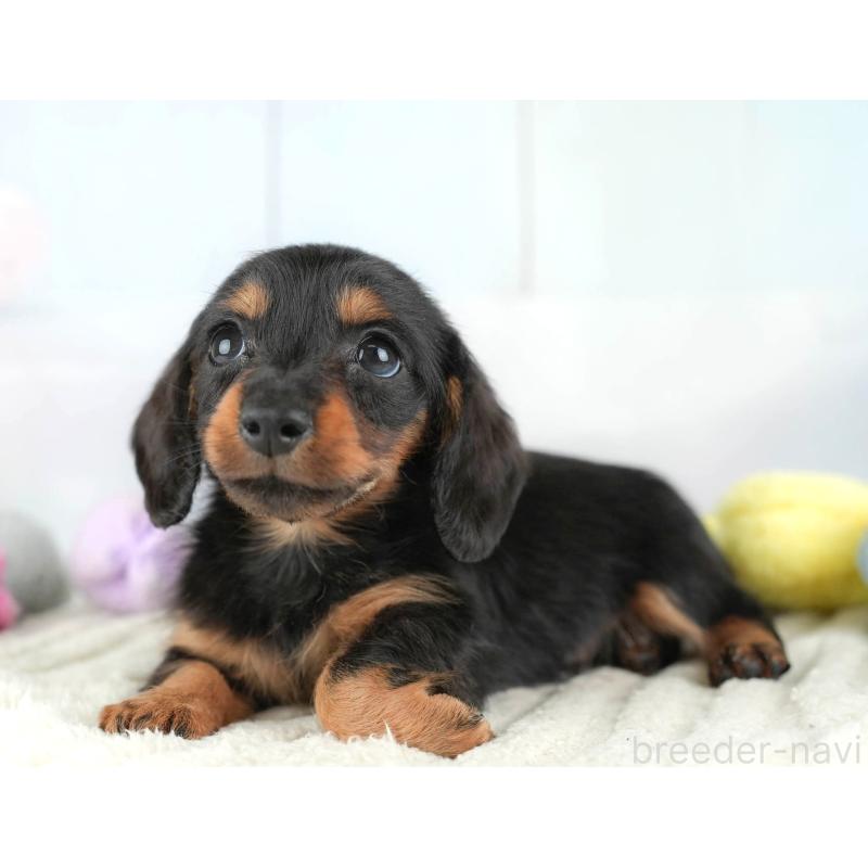 販売中の埼玉県のカニンヘンダックスフンド(ロングヘアード)-446715の11枚目