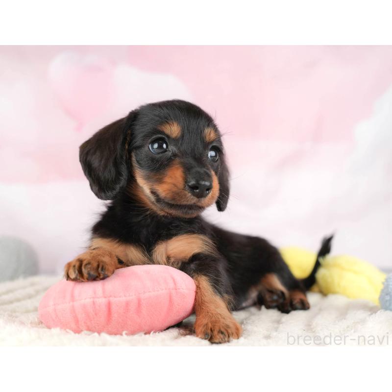 販売中の埼玉県のカニンヘンダックスフンド(ロングヘアード)-446715の10枚目