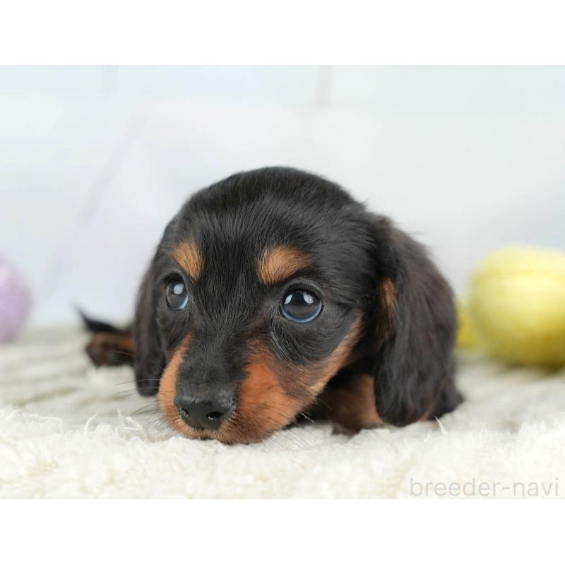 販売中の埼玉県のカニンヘンダックスフンド(ロングヘアード)-446715の9枚目