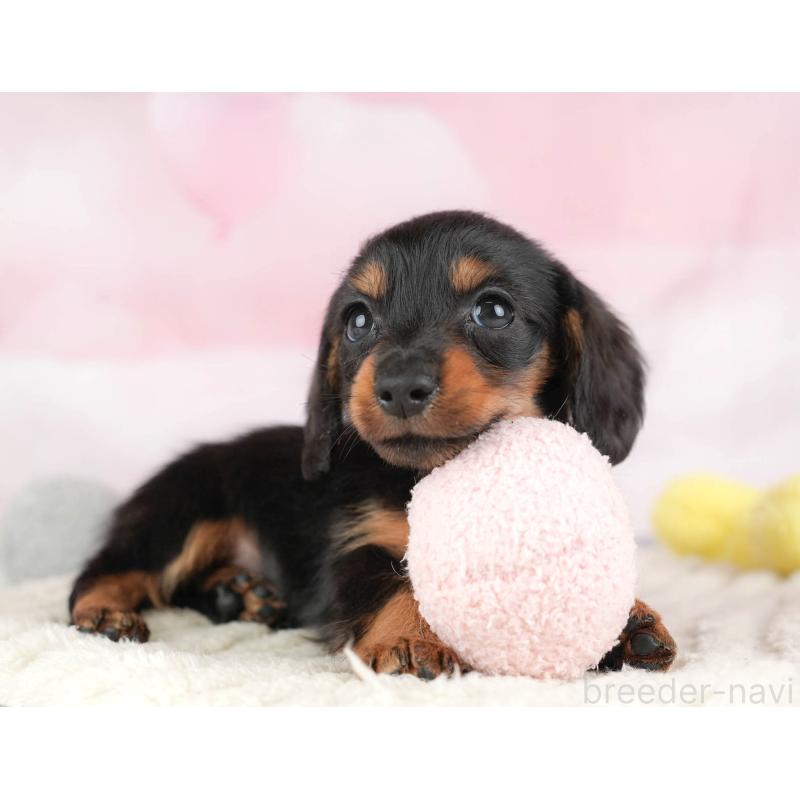 販売中の埼玉県のカニンヘンダックスフンド(ロングヘアード)-446715の8枚目