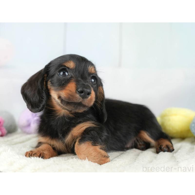 販売中の埼玉県のカニンヘンダックスフンド(ロングヘアード)-446715の7枚目