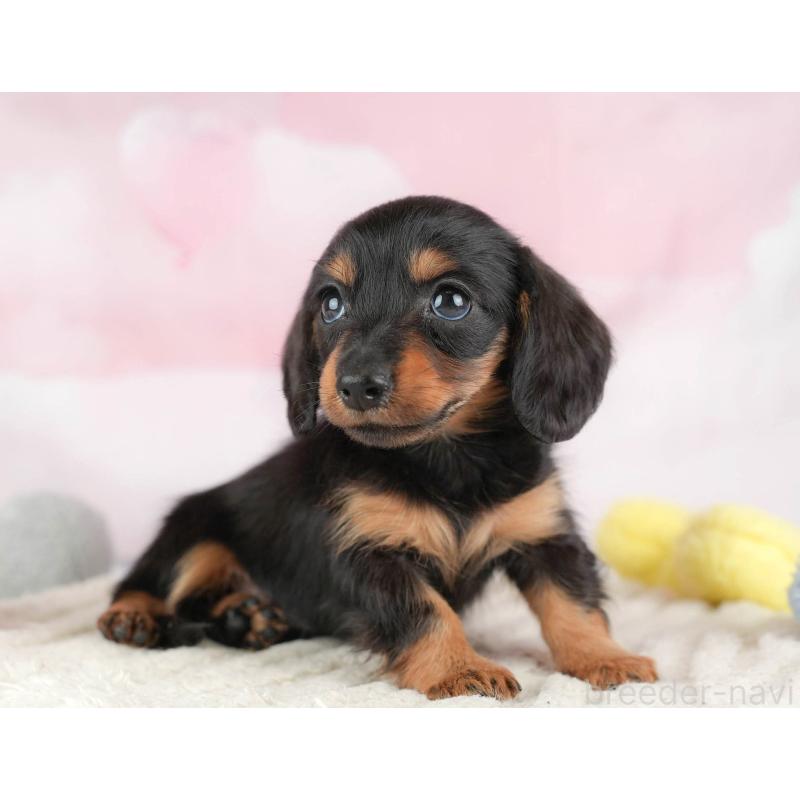 販売中の埼玉県のカニンヘンダックスフンド(ロングヘアード)-446715の6枚目